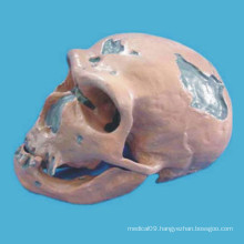 The Neanderthal Human Head Skull Skeleton Model for Medical Teaching (R020608)